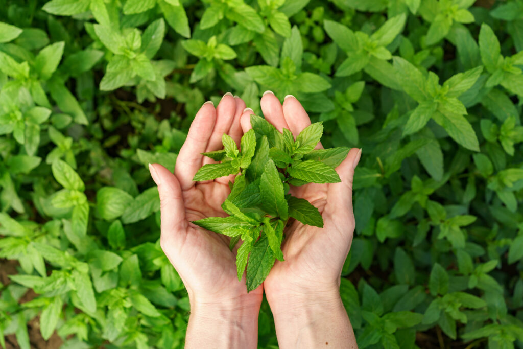 Top 10 Medicinal Plants for Natural Healing medicinal plants, herbs, natural remedies, plant based medicine