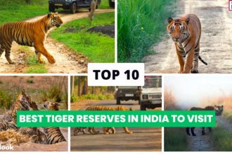 Top 10 Tiger Reserves in India to Visit