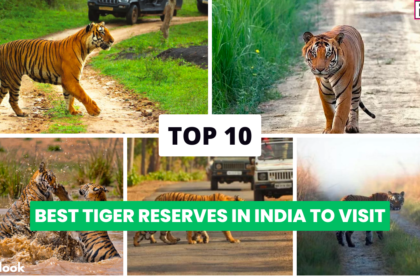 Top 10 Tiger Reserves in India to Visit festivals in punjab,Top 10 Famous Festivals In Punjab,Top 10 Famous Festivals In Punjab 2023,punjab festivals,famous festivals in punjab