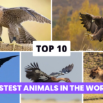 Top 10 Fastest Animals in the world mobile app development trends,mobile app development,mobile app