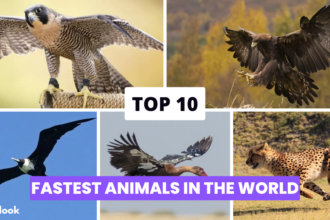Top 10 Fastest Animals in the world