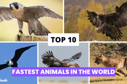 Top 10 Fastest Animals in the world beautiful roman women,romanian women,beautiful women,top 10 hottest romanian women,Hottest roman womens