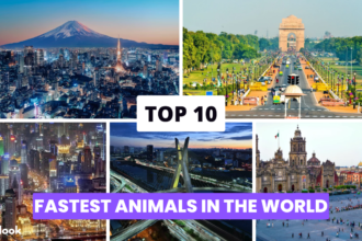 Top 10 Largest Cities in The World