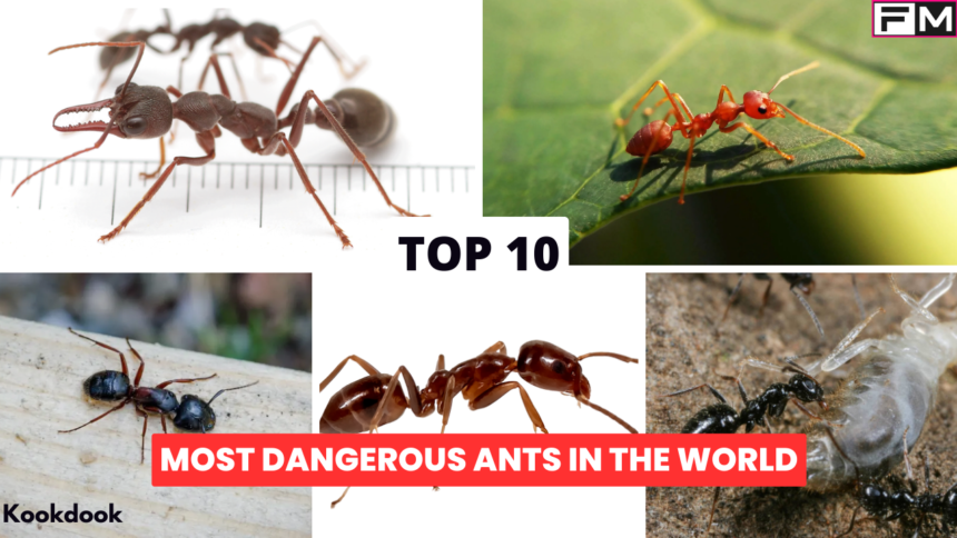 Top 10 Most Dangerous Ants In The World most dangerous ants,Dangerous Ants In The World