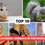 Top 10 Cleverest Animals In The World 2023 Tata Nexon facelift,New Tata Nexon