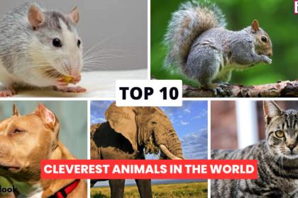 Top 10 Cleverest Animals In The World 2023 cleverest animals in the world,Top 10 Cleverest Animals In The World