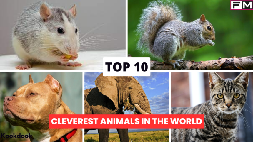 Top 10 Cleverest Animals In The World 2023 cleverest animals in the world,Top 10 Cleverest Animals In The World