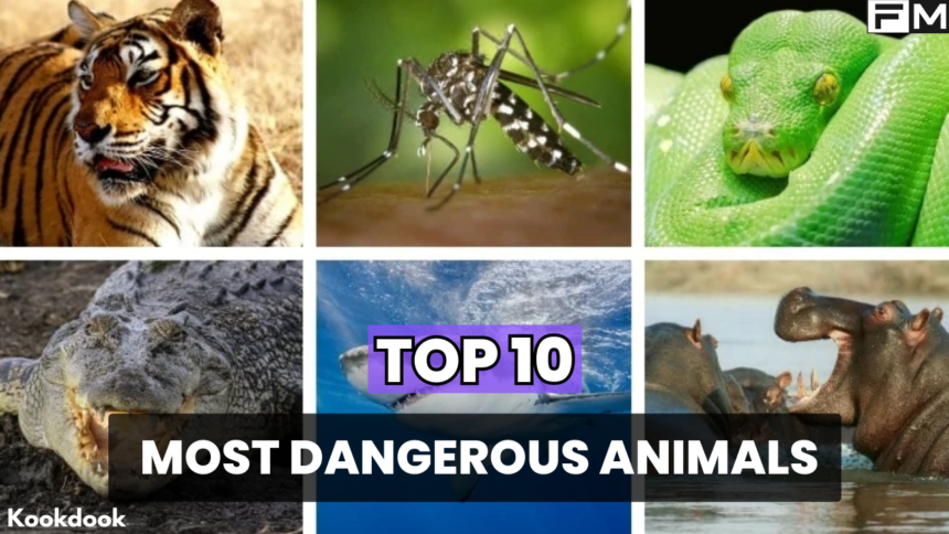 Top 10 Most Endangered Animals Top 10 Most Endangered Animals,Endangered Animals,protect endangered species