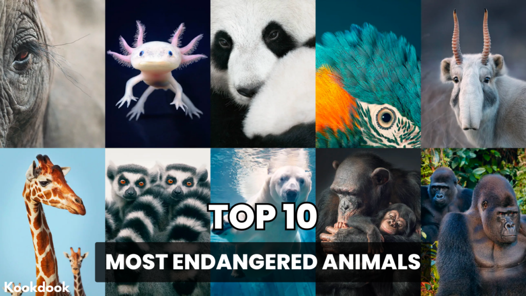 Top 10 Most Endangered Animals Top 10 Most Endangered Animals,Endangered Animals,protect endangered species