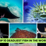 Top 10 Deadliest Fish In The World hottest actresses in hollywood today,Hottest Actresses In Hollywood,Top 10 Hollywood Hottest Actress In 2023,Hollywood Hottest Actress,celebrities,beautiful actresses,hollywood actresses,Hottest Actress In Hollywood,Alexandra Daddario,Margot Robbie,Jennifer Lawrence,Gal Gadot,Madelaine Petsch