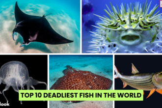 Top 10 Deadliest Fish In The World