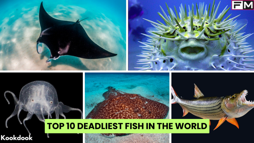 Top 10 Deadliest Fish In The World deadliest fish in the world,Top 10 Deadliest Fish In The World,Deadliest Fish