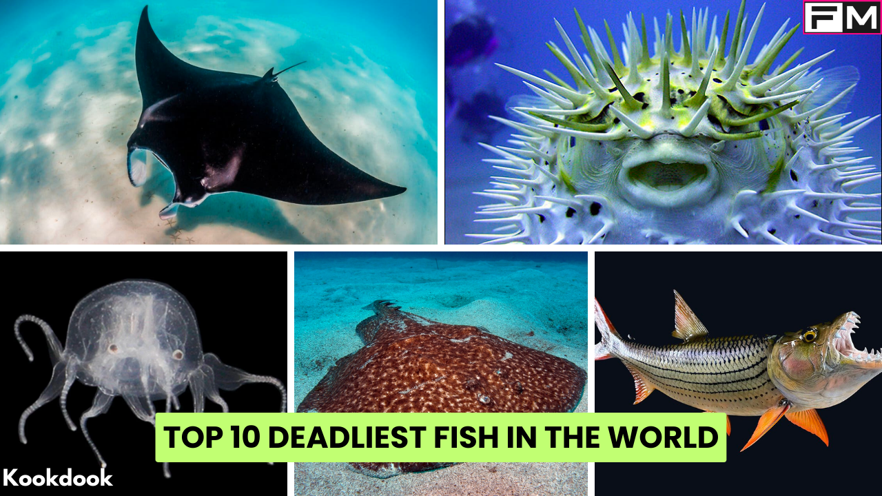 Top 10 Deadliest Fish In The World