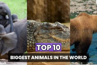 Top 10 Biggest Animals In The World