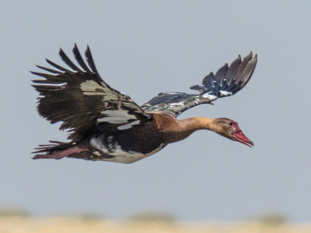 Top 10 Fastest Animals in the world Top 10 Fastest Animals in the world,fastest animals in the world,speed,animals