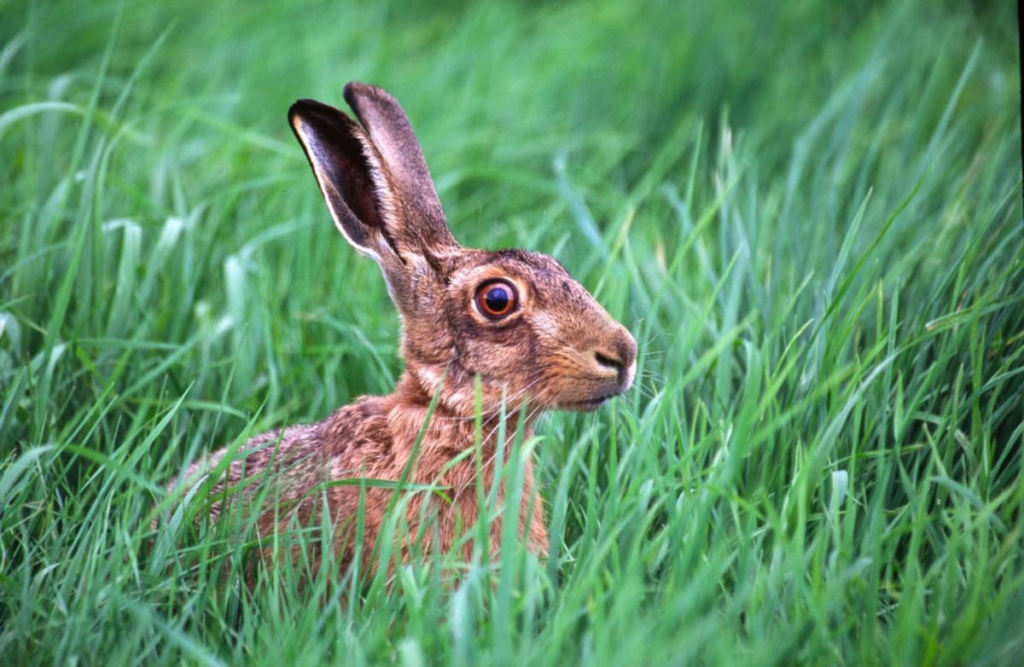 Top 10 Fastest Animals in the world Top 10 Fastest Animals in the world,fastest animals in the world,speed,animals