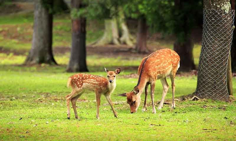 Top 10 National Parks in India That Define Natural Splendor Top 10 National Parks in India