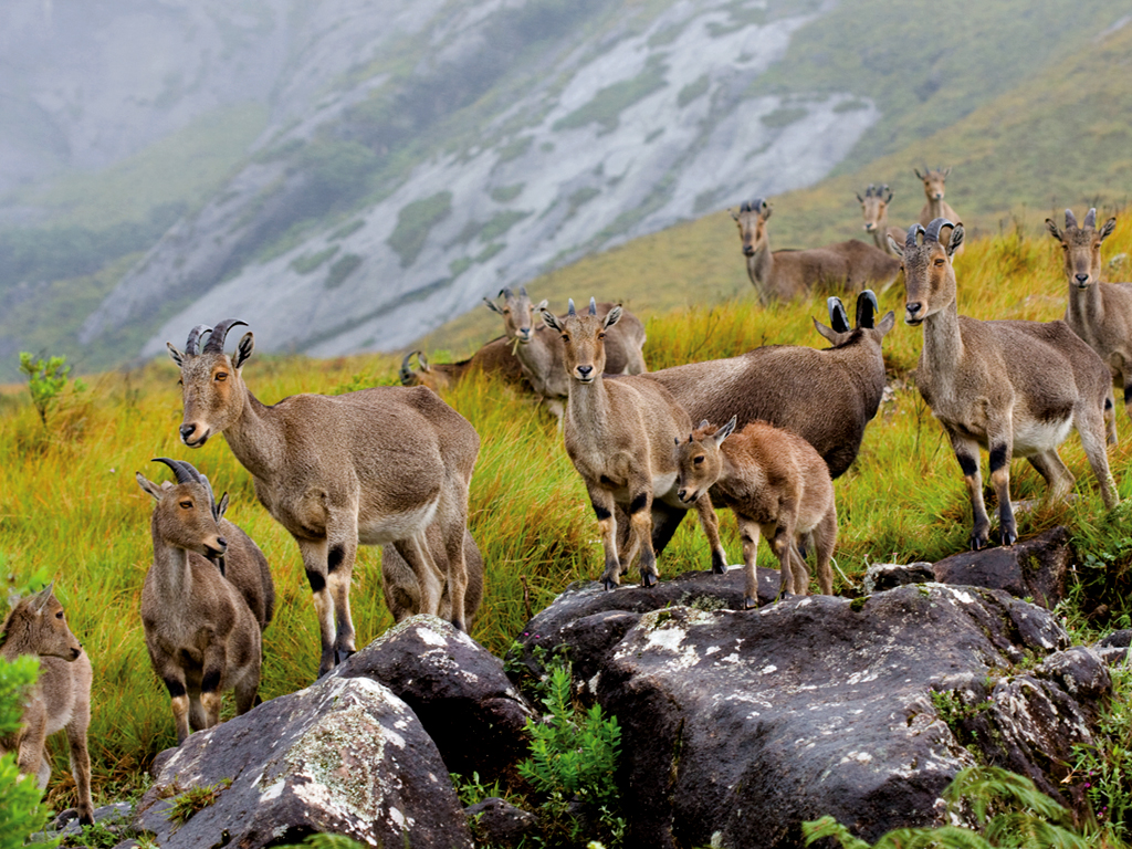 Top 10 National Parks in India That Define Natural Splendor Top 10 National Parks in India