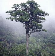 Top 10 Oldest Trees in the World Top 10 Oldest Trees in the World,oldest trees in the world