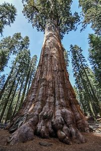 Top 10 Oldest Trees in the World Top 10 Oldest Trees in the World,oldest trees in the world