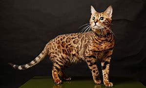 Top 10 Smartest Cat Breeds top 10 smartest cat breeds,top 10 most expensive cat in the world,top 10 best cat breeds,top 10 cat breeds