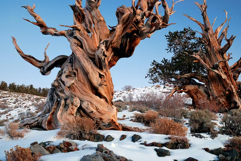 Top 10 Oldest Trees in the World Top 10 Oldest Trees in the World,oldest trees in the world