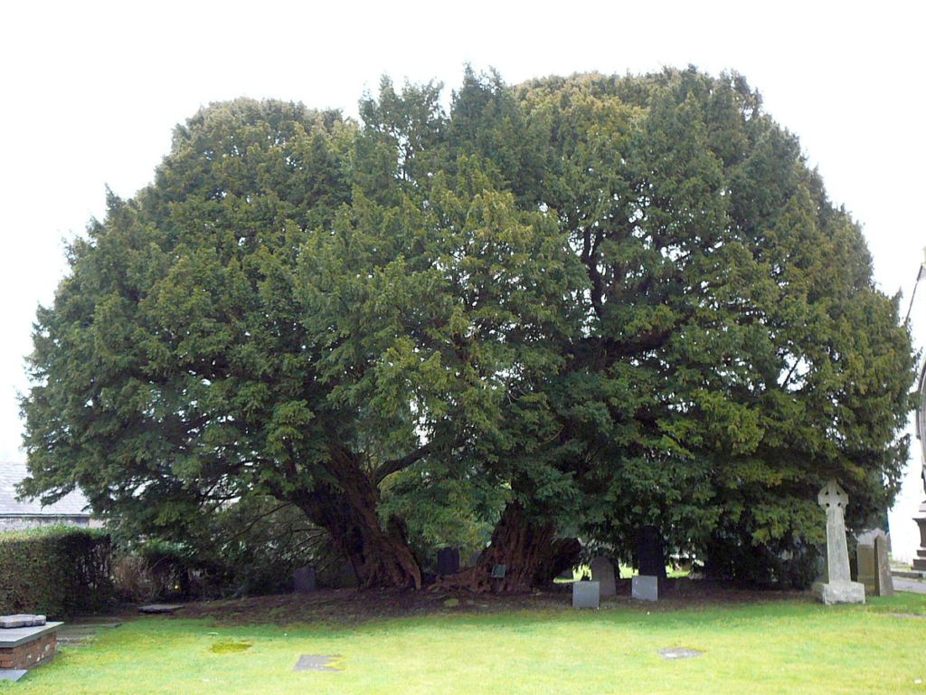 Top 10 Oldest Trees in the World Top 10 Oldest Trees in the World,oldest trees in the world