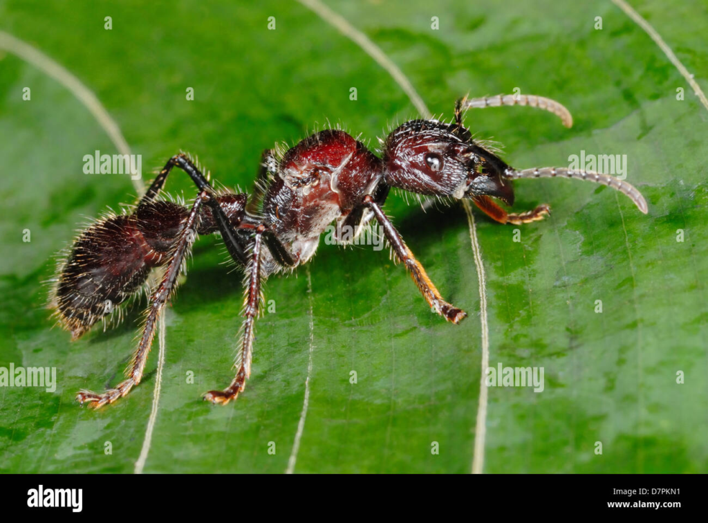 Top 10 Most Dangerous Ants In The World most dangerous ants,Dangerous Ants In The World