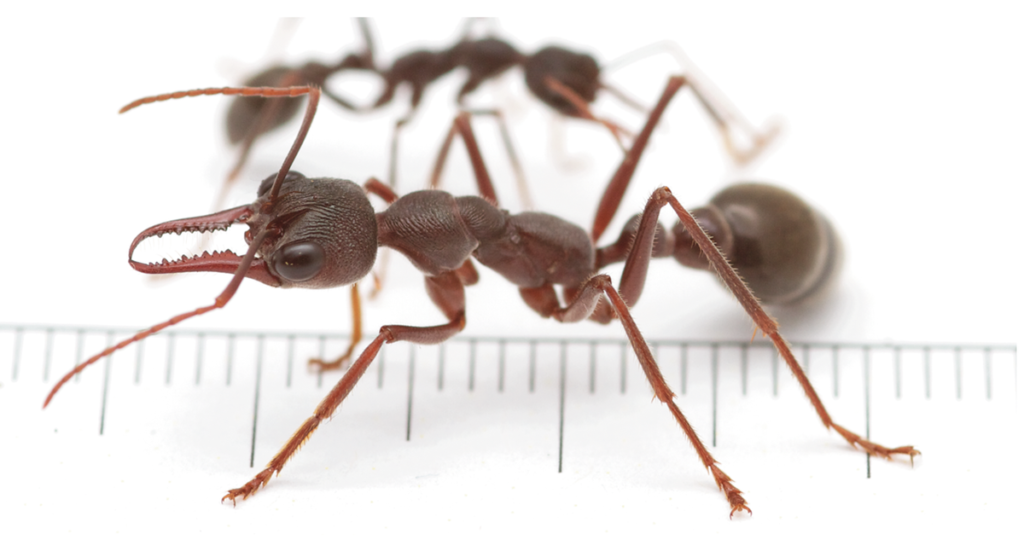 Top 10 Most Dangerous Ants In The World most dangerous ants,Dangerous Ants In The World