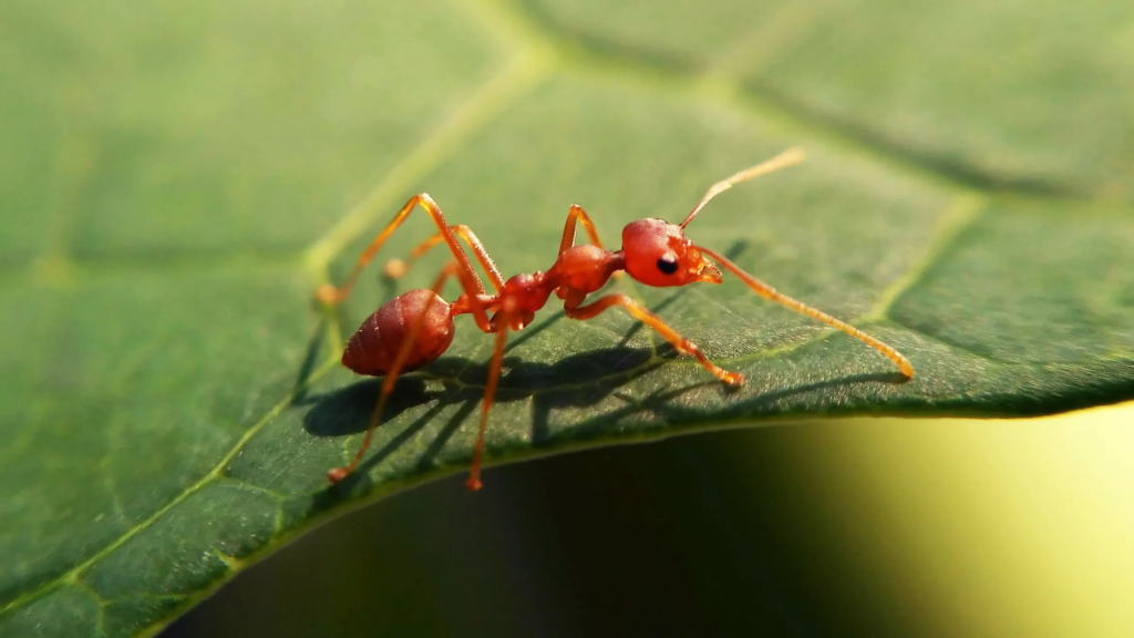 Top 10 Most Dangerous Ants In The World most dangerous ants,Dangerous Ants In The World