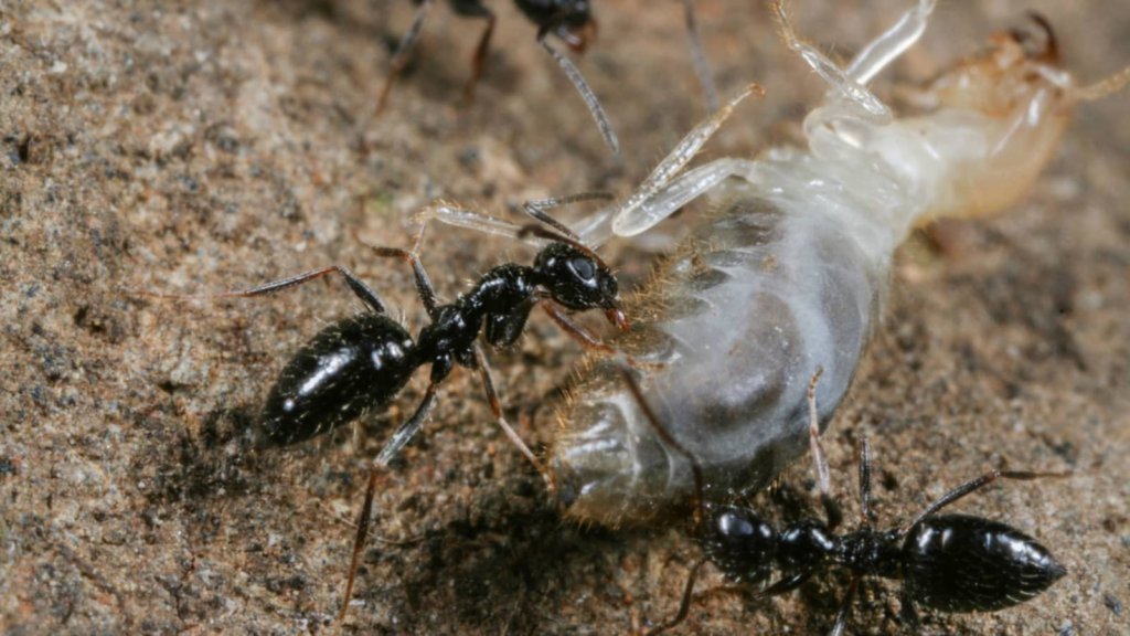 Top 10 Most Dangerous Ants In The World most dangerous ants,Dangerous Ants In The World