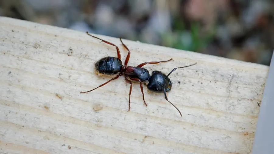 Top 10 Most Dangerous Ants In The World most dangerous ants,Dangerous Ants In The World