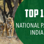 Best National Parks in India Top 10 Strongest Naruto Characters, Strongest Naruto Characters, naruto uzumaki, sasuke uchiha