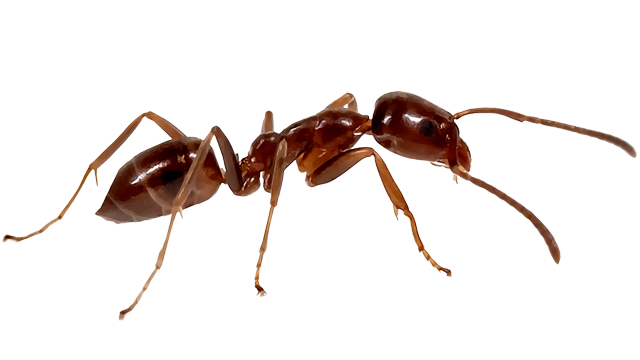 Top 10 Most Dangerous Ants In The World most dangerous ants,Dangerous Ants In The World