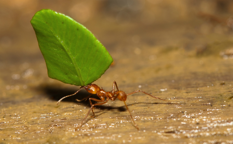 Top 10 Most Dangerous Ants In The World most dangerous ants,Dangerous Ants In The World