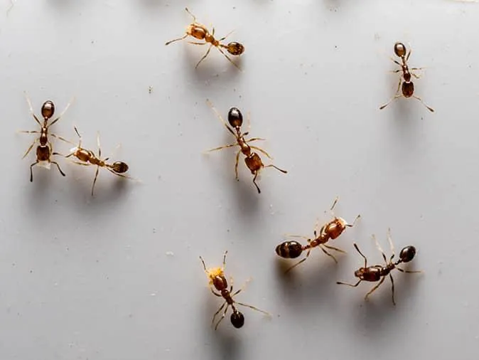 Top 10 Most Dangerous Ants In The World most dangerous ants,Dangerous Ants In The World