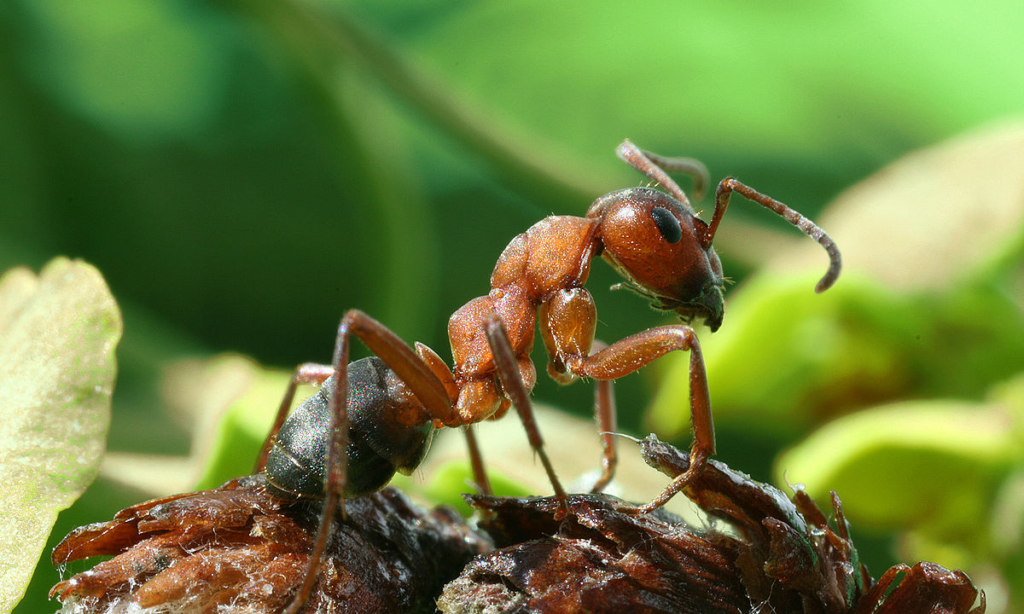 Top 10 Most Dangerous Ants In The World most dangerous ants,Dangerous Ants In The World