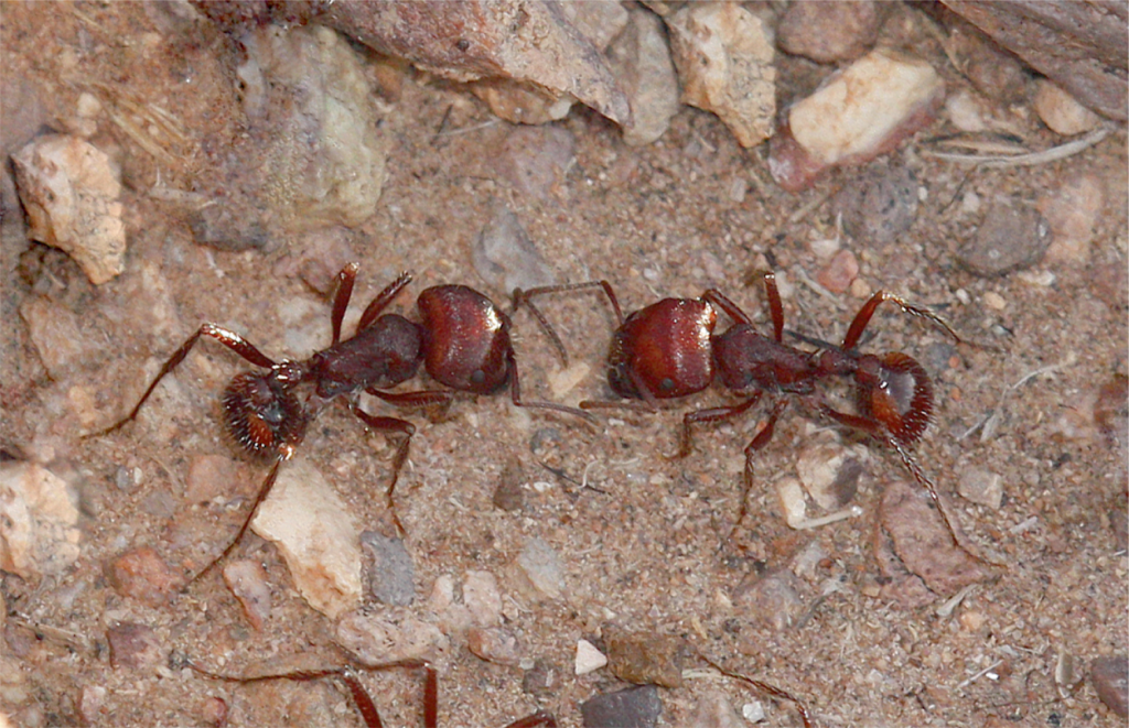 Top 10 Most Dangerous Ants In The World most dangerous ants,Dangerous Ants In The World