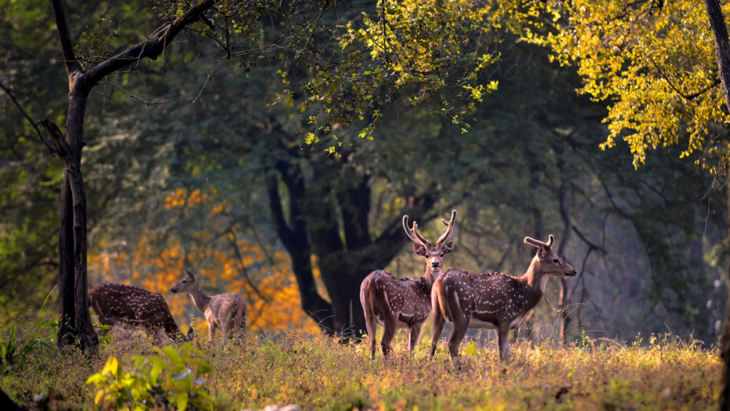 Best National Parks in India best national parks in india, top national parks in india, national parks in india