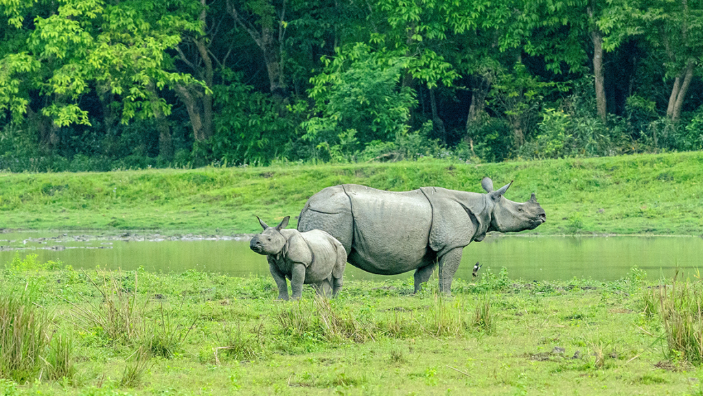 Best National Parks in India best national parks in india, top national parks in india, national parks in india