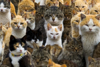 Top 10 Smartest Cat Breeds