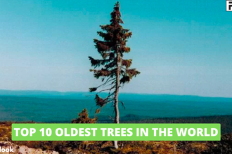 Top 10 Oldest Trees in the World