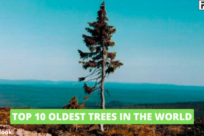 Top 10 Oldest Trees in the World Top 10 Oldest Trees in the World,oldest trees in the world