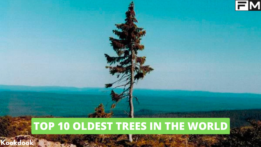 Top 10 Oldest Trees in the World Top 10 Oldest Trees in the World,oldest trees in the world