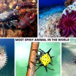 Top 10 Spiny Animal In The World Youngest World Record Holders,Youngest World Record Holders 2023