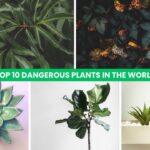 Top 10 Dangerous Plants In The World Donut Shops In United States,Donut Shops In New York,best donut shops in New York