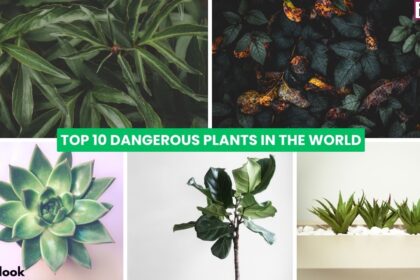Top 10 Dangerous Plants In The World Money Earning Apps,earn money,make money,online surveys
