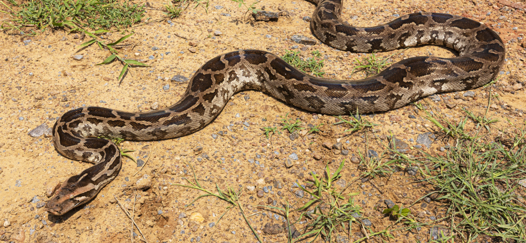 Longest snakes in the world
