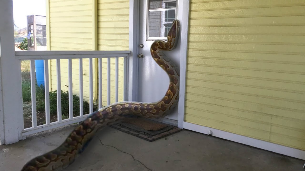 Top 10 Longest Snakes In The World That Will Make You Shiver top 10 longest snakes in the world,Longest snakes in the world