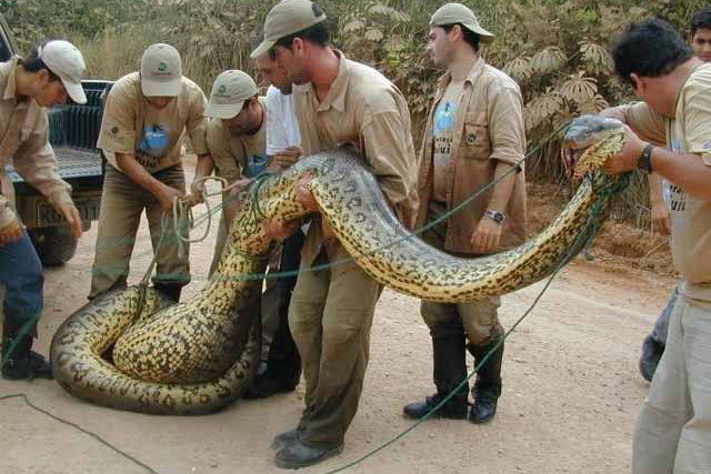 Top 10 Longest Snakes In The World That Will Make You Shiver top 10 longest snakes in the world,Longest snakes in the world